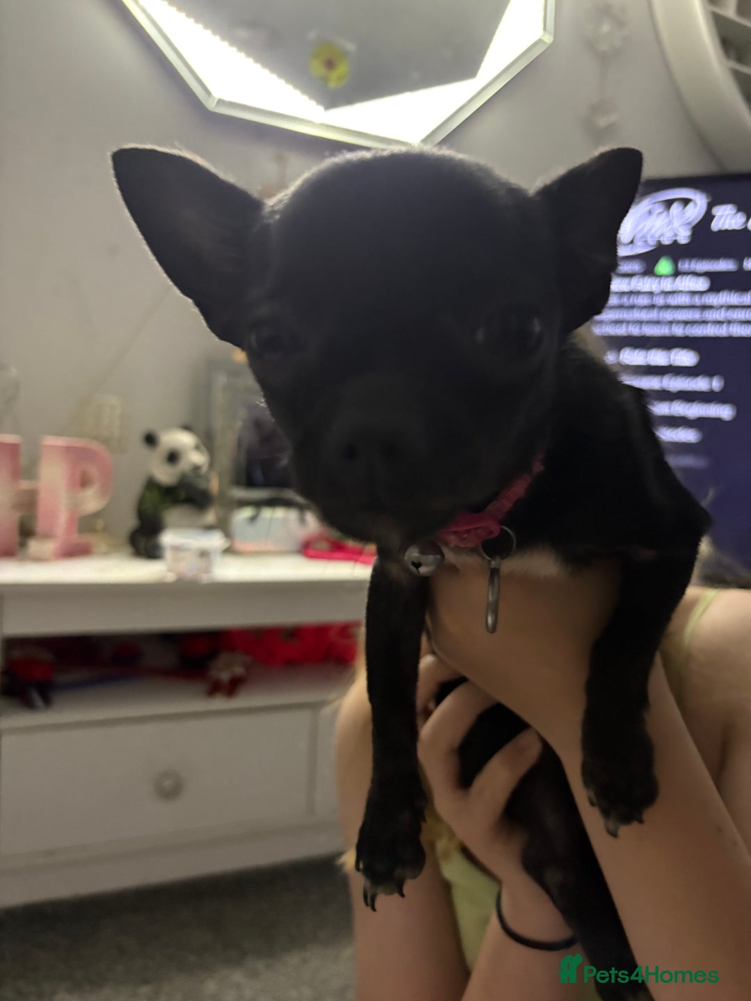 Chihuahua dogs for sale: Tiny black female chihuahua  - Image 6