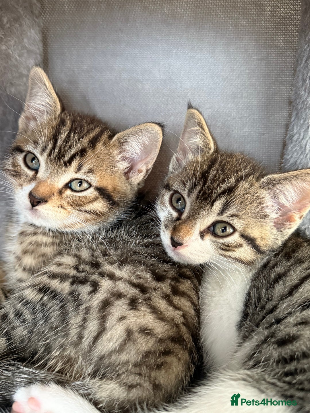 Mixed Breed cats for sale: 🐾 Adorable Kittens Looking for Loving Homes! 🐾 - Image 27