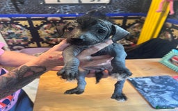 Chinese Crested dogs for sale: Stunning part hairless Chinese crested pups - Image 5