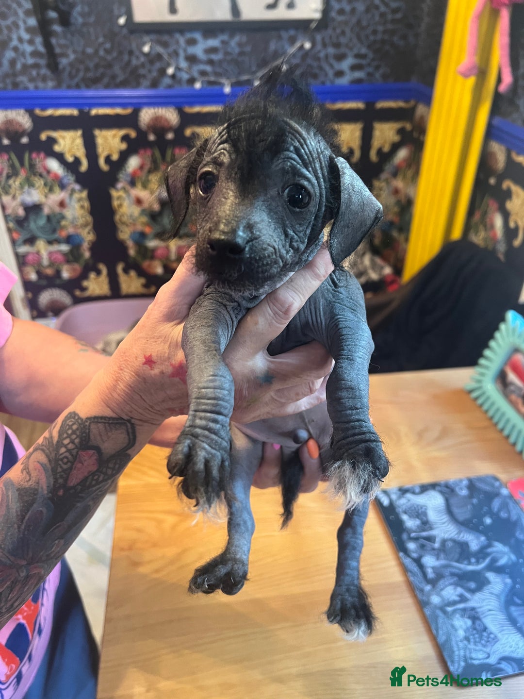 Chinese Crested dogs for sale: Stunning part hairless Chinese crested pups - Image 5