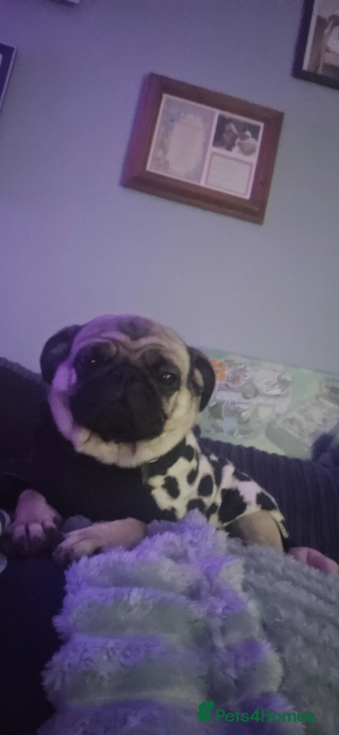 Pug dogs for sale: Happy beautiful pug - Advert 5