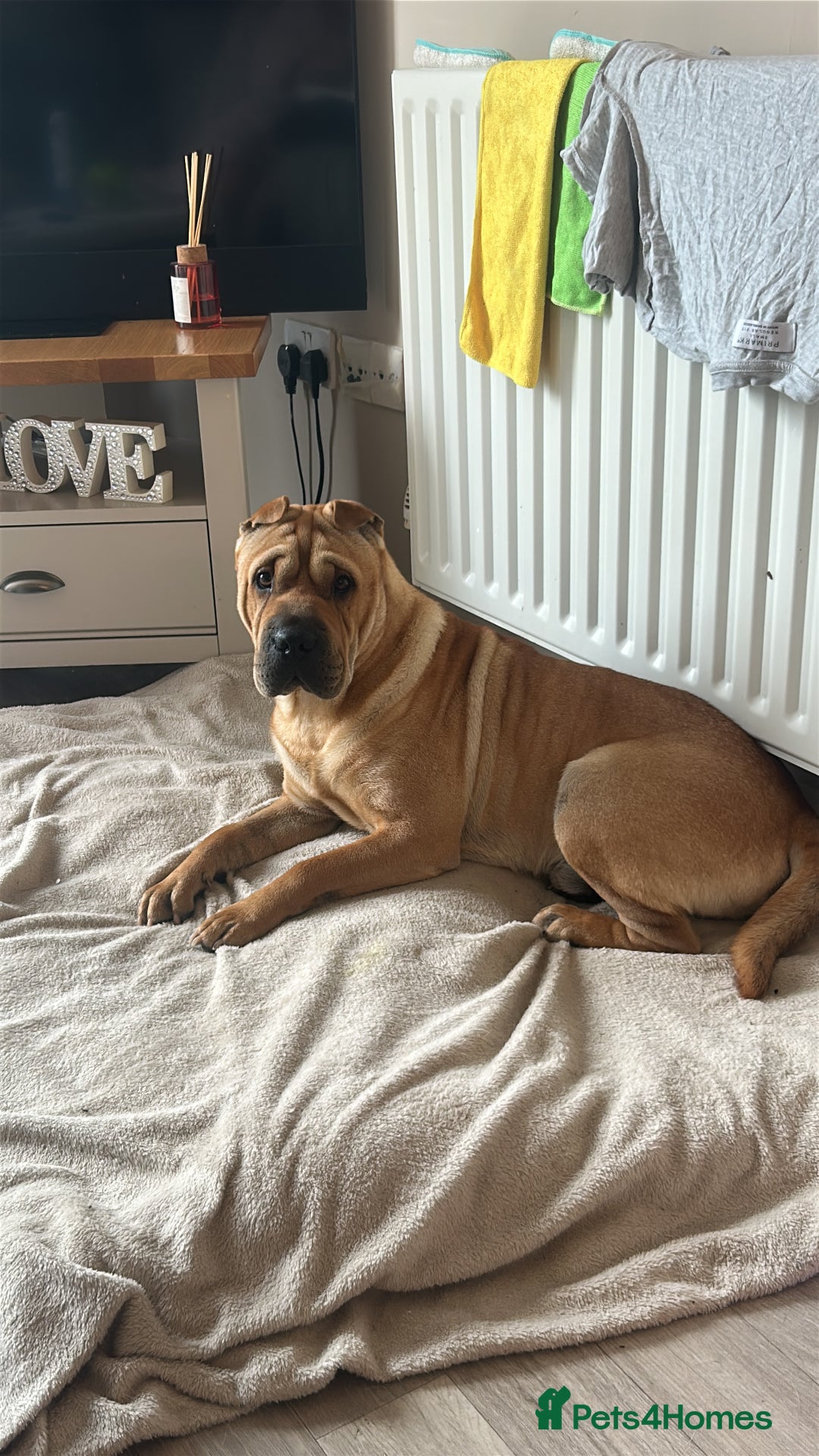 Shar Pei dogs for sale: Chase The Sharpei  - Advert 10