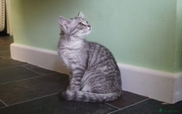 Persian cats for sale: ADORABLE RUSSIAN BLUE X PERSIAN KITTENS - Image 16