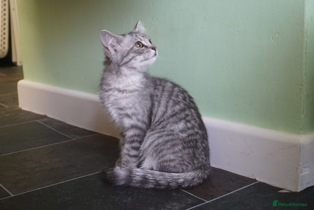 Persian cats for sale: ADORABLE RUSSIAN BLUE X PERSIAN KITTENS - Image 16