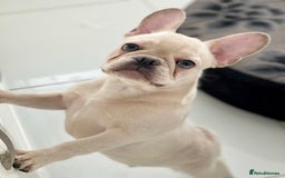 French Bulldog dogs for stud: 🌟🔥LILAC PLATINUM KC REG FRENCH BULLDOG STUD🔥🌟 in Uxbridge - Image 26