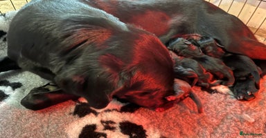Labrador Retriever dogs - Advert 2