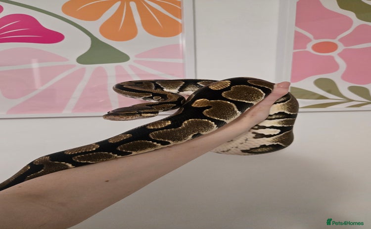 Snake reptiles - Advert 3