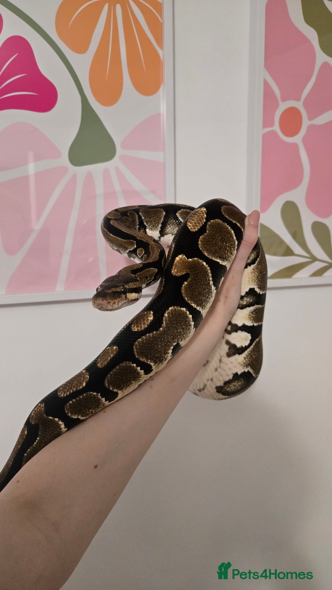 Snake reptiles for sale: Adult Royal Python Female - Image 1