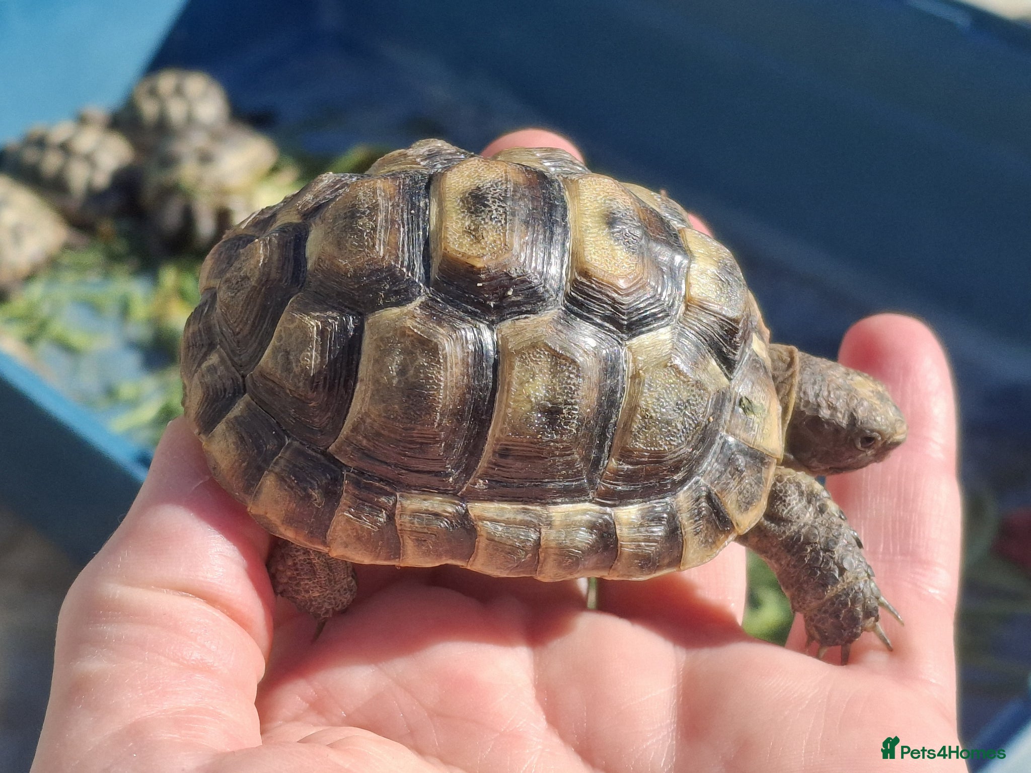 Hermann Tortoise reptiles Med. Spurthigh tortoises for sale - Advert 1