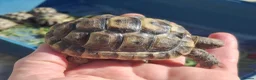 Hermann Tortoise reptiles for sale: Med. Spurthigh tortoises for sale - Advert 1