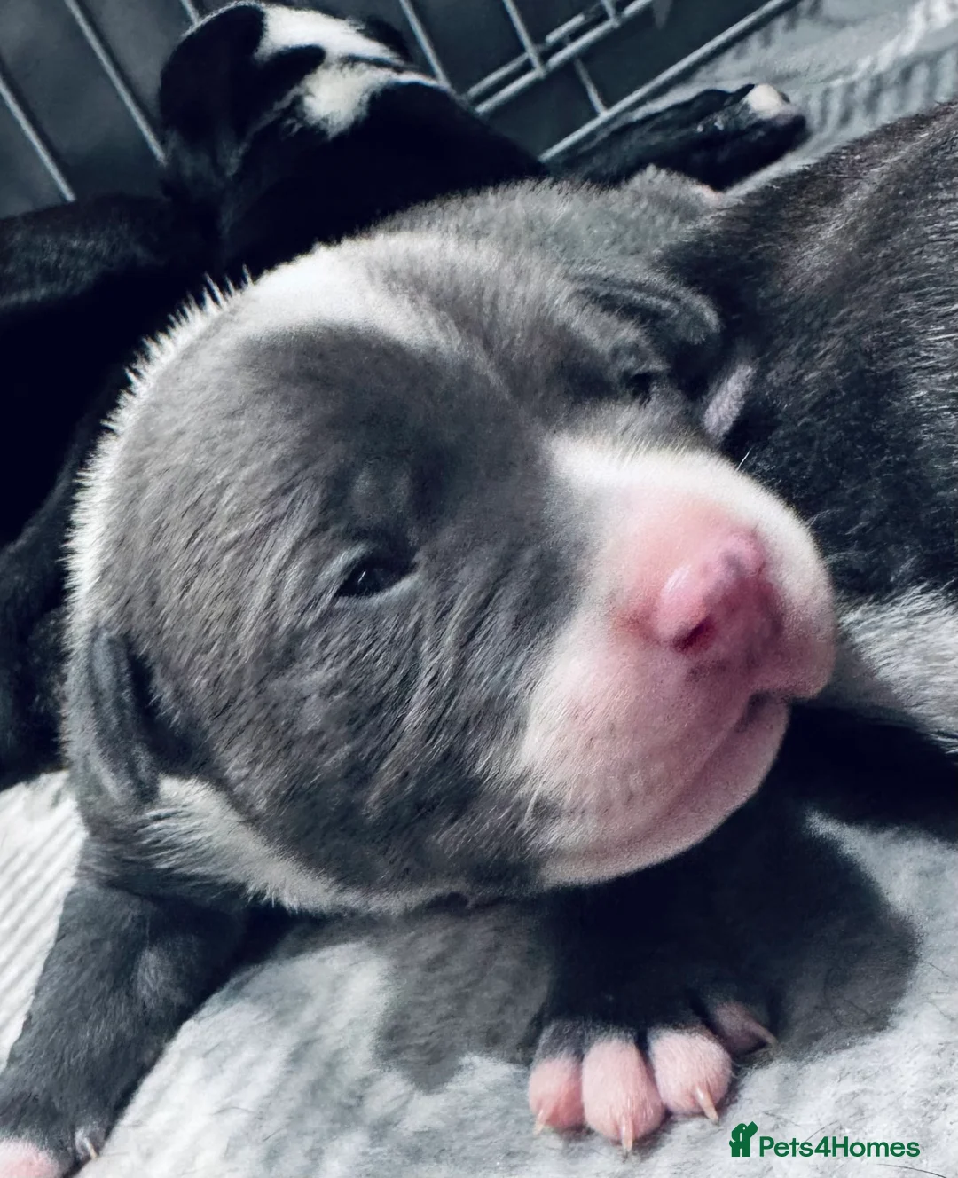 Staffordshire Bull Terrier dogs for sale: Staffordshire bull terrier 3 males  - Advert 12