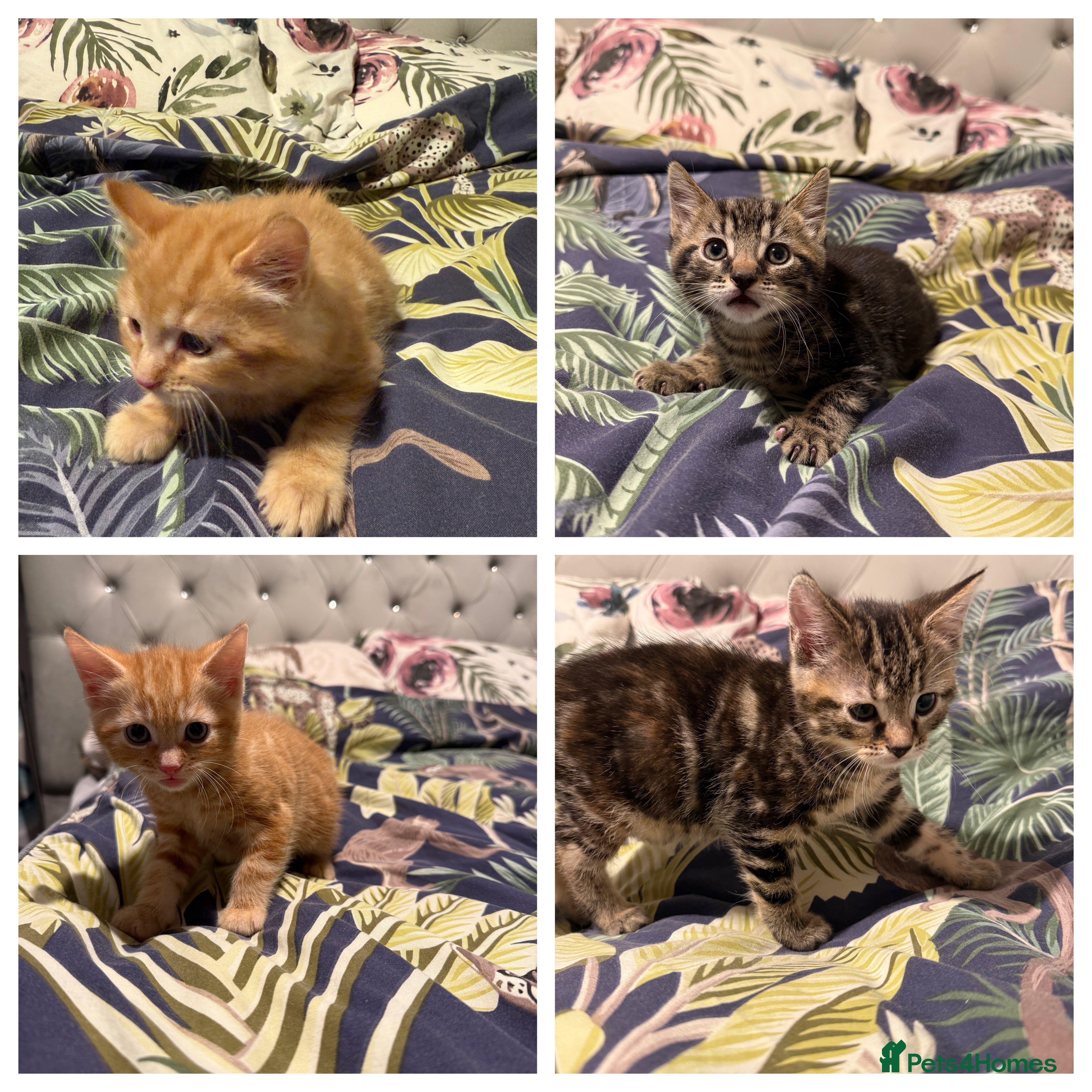 Mixed Breed cats Selling 4 beautiful kittens  - Advert 4
