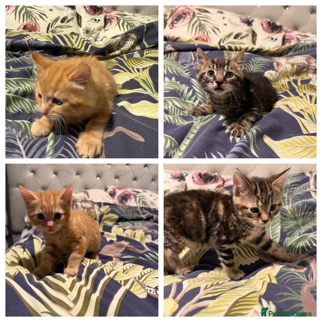 Mixed Breed cats for sale: Selling 4 beautiful kittens  - Advert 1