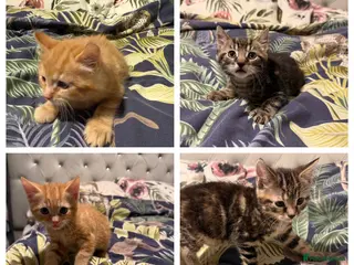 Mixed Breed cats Selling 4 beautiful kittens - Advert 9