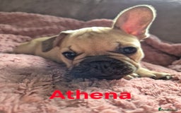 French Bulldog dogs for sale: French bulldog pups ❤️ - Image 12