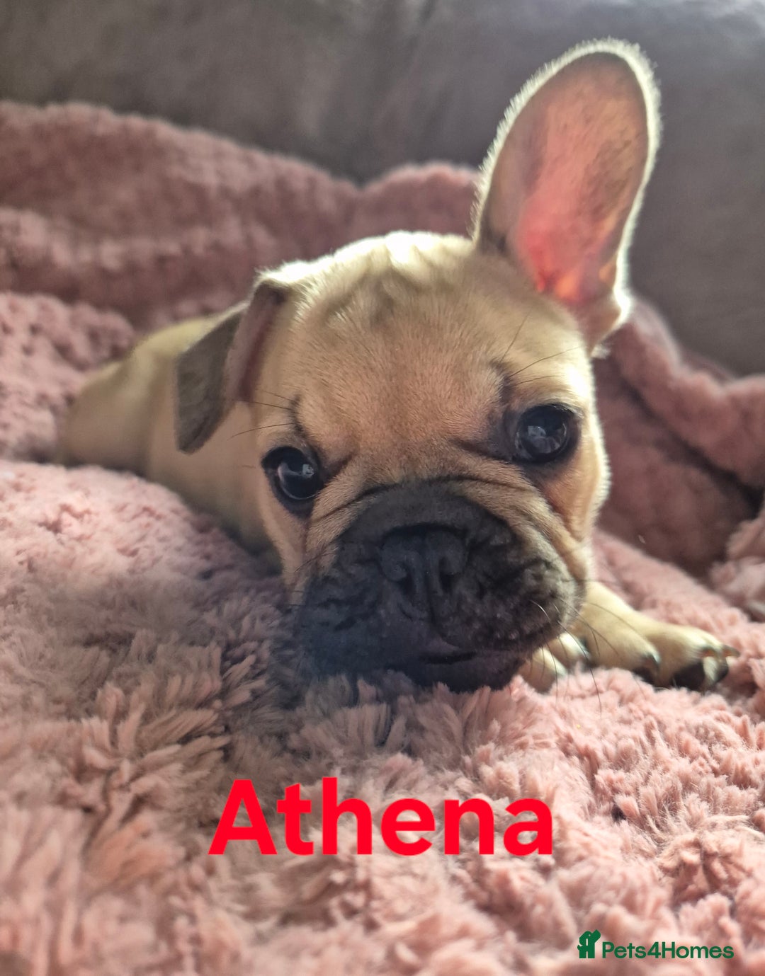 French Bulldog dogs for sale: French bulldog pups ❤️ - Image 12