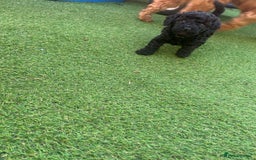Cockapoo dogs for sale: F1b Cockapoo  - Image 19
