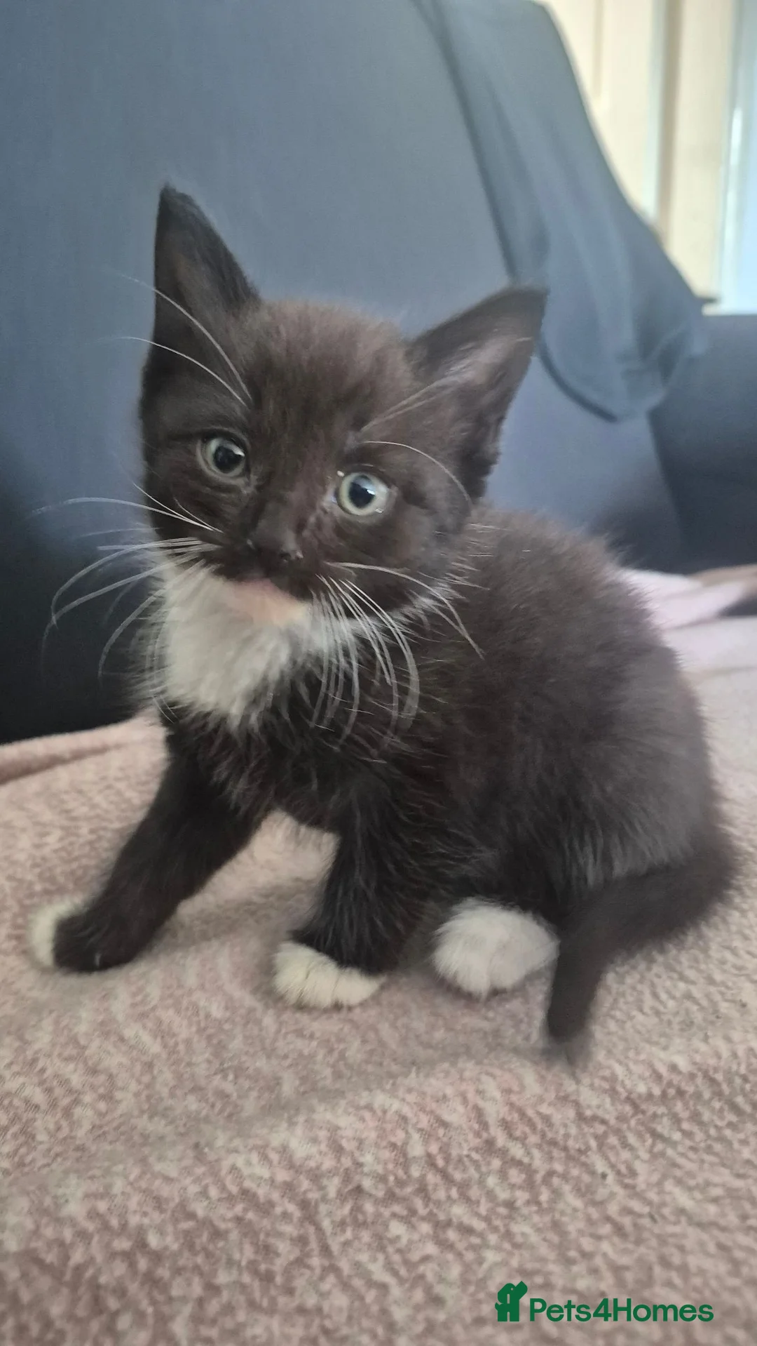 Mixed Breed cats for sale: 💕 Five Tiny Paws, Five Huge Personalities! - Advert 2