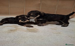 Miniature Schnauzer dogs for sale: KC Reg Miniature Schnauzer Puppies  - Image 10