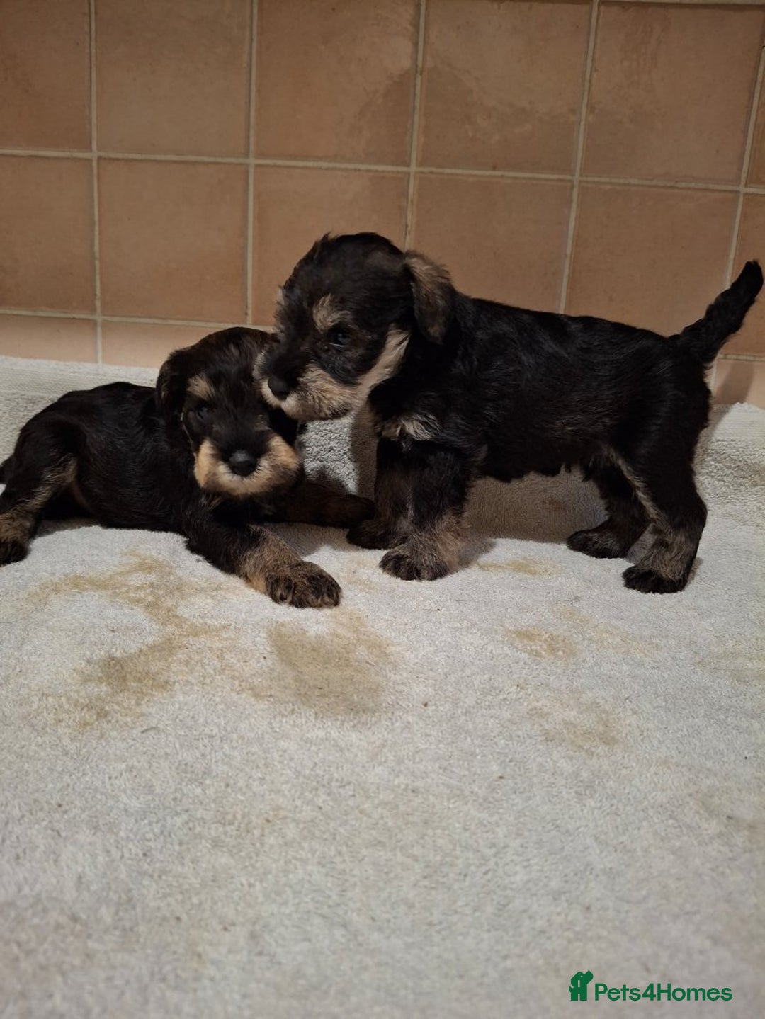 Miniature Schnauzer dogs for sale: KC Reg Miniature Schnauzer Puppies  - Image 10