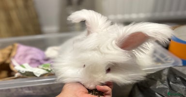 Angora rabbits - Advert 9