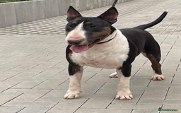 English Bull Terrier dogs for sale: Champion line EBT Puppies - Image 18