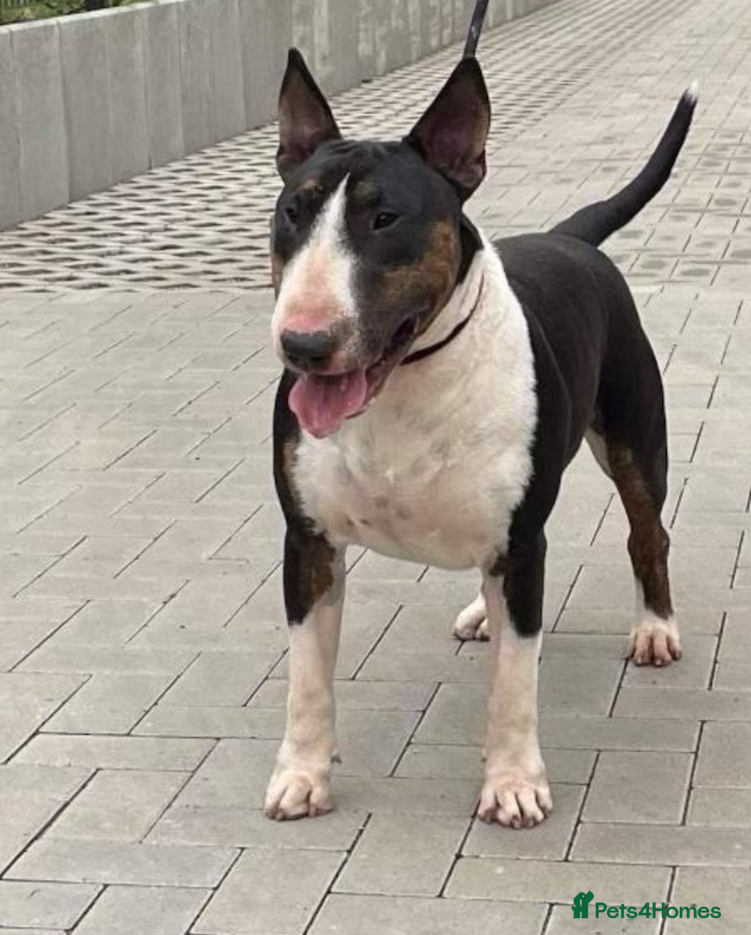 English Bull Terrier dogs for sale: Champion line EBT Puppies - Image 18