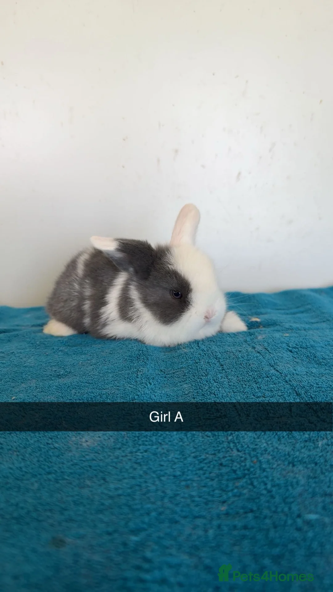 Mini Lop rabbits for sale: Pure mini lop rabbits to be reserved  - Advert 2
