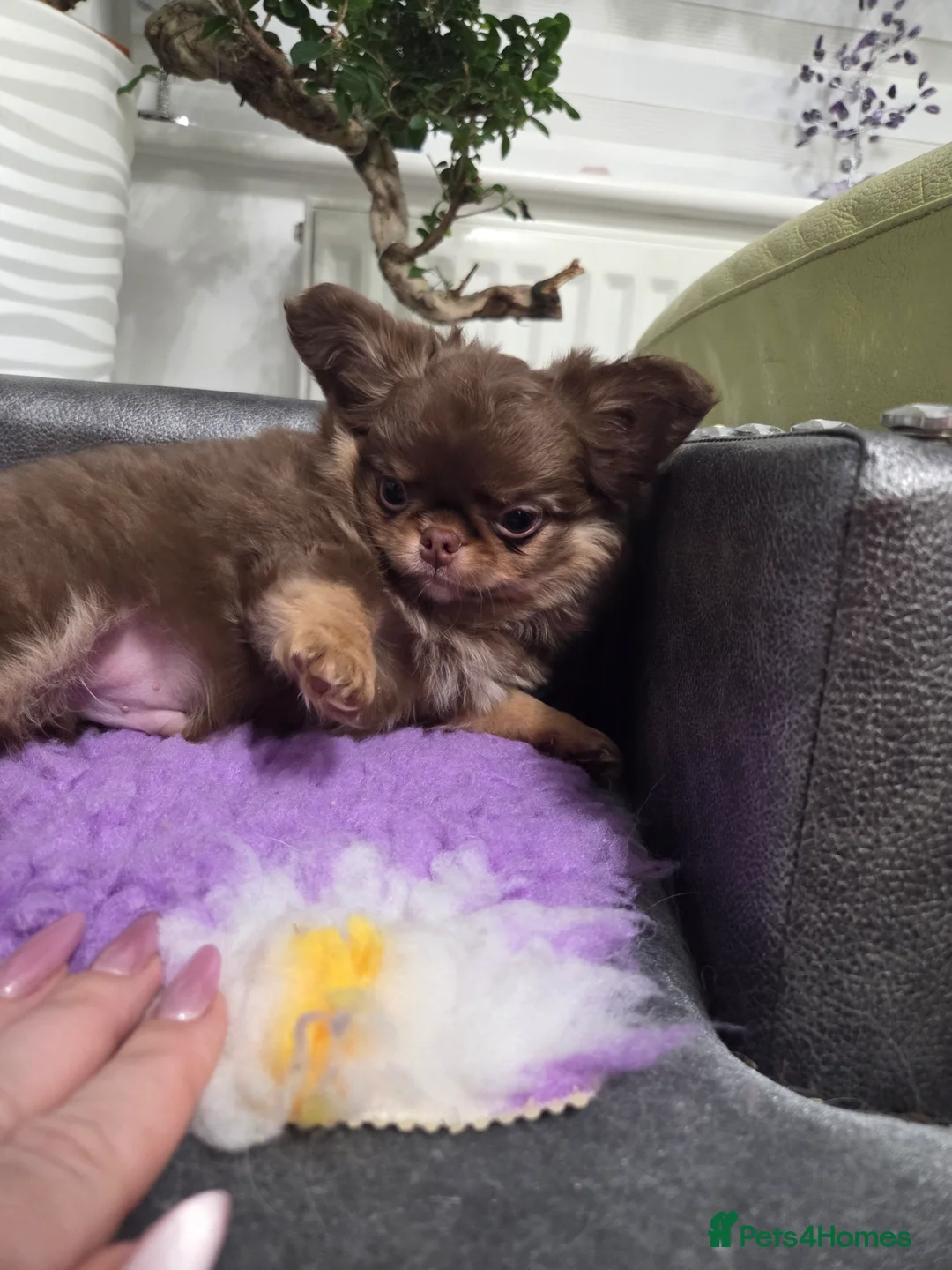 Chihuahua dogs for sale: RESERVED Incredible chihuahua Boy - Advert 1
