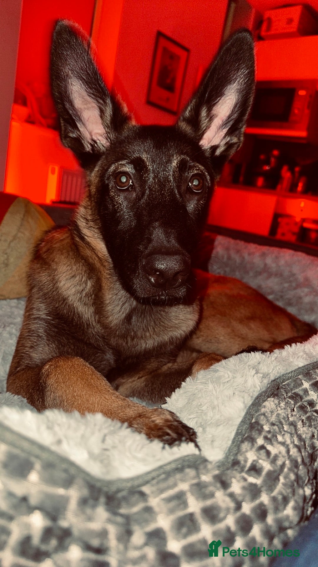 Mixed Breed dogs for sale: Army Breed TOP LINE🤩✨ - Advert 1