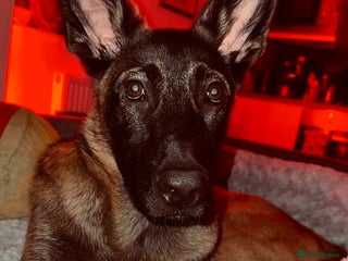 Mixed Breed dogs Army Breed TOP LINE🤩✨ - Advert 1