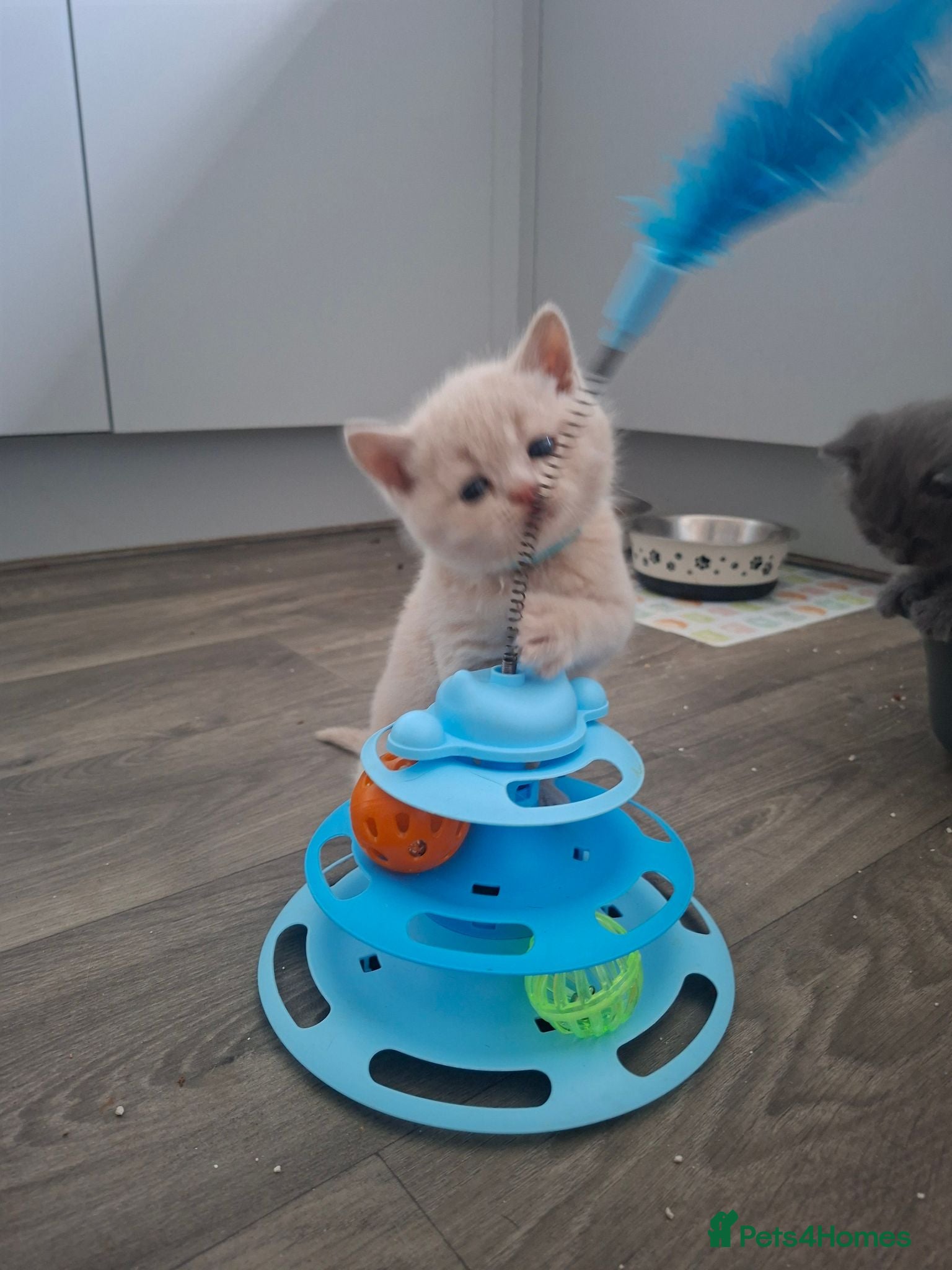 British Shorthair cats 🩷 Outstanding Quality Chunky GCCF Pedigree BSH 💙 - Advert 2