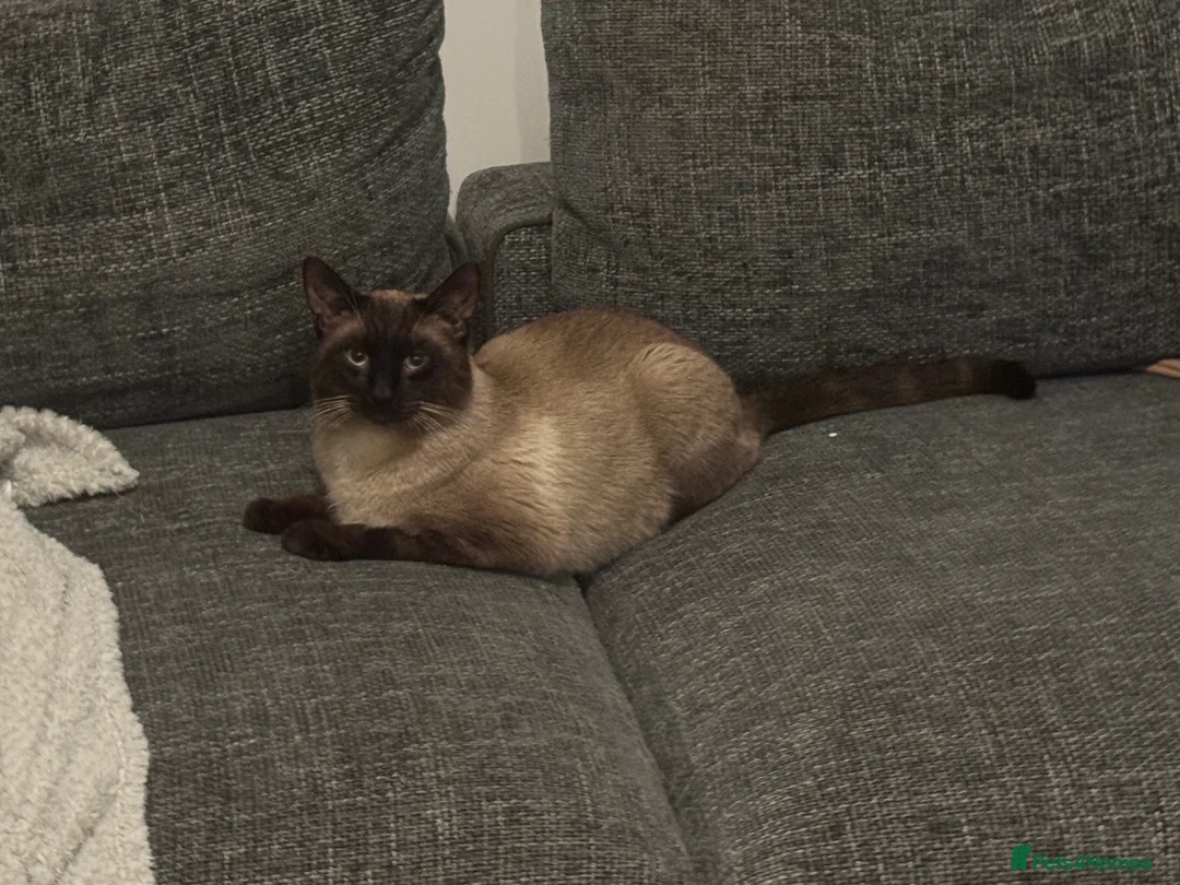 Mixed Breed cats for sale: Siamese x Domestic  - Advert 3