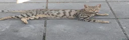 Mixed Breed cats for sale: Rehoming 4 year old Bengal/Savannah cross in Cardiff - Advert 4