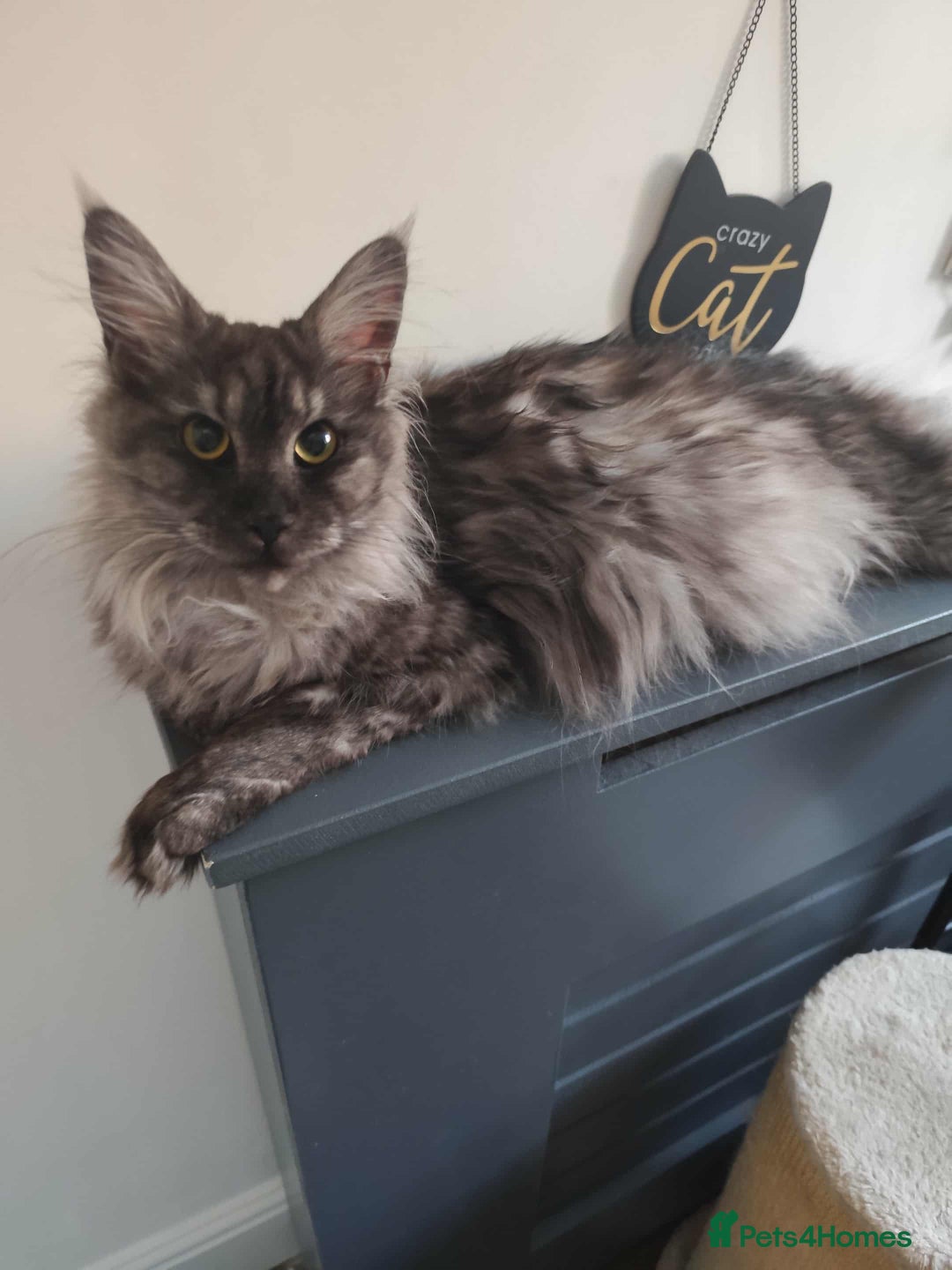 Maine Coon cats for sale: 6 black silver blotched tabby Maine coons kittens - Image 2