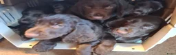 Field Spaniel dogs for sale: Field Spaniel Puppies for Sale – Home Ready - Advert 4
