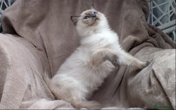 Ragdoll cats for sale: GCCF REG PET KITTENS CHAMPION IMPORT BLOODLINES - Image 21