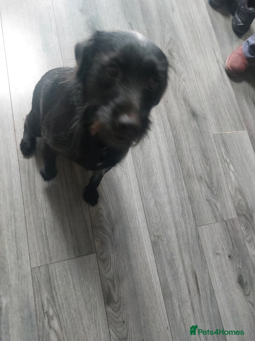 Patterjack dogs for sale: Shadow in Blackburn - Advert 2