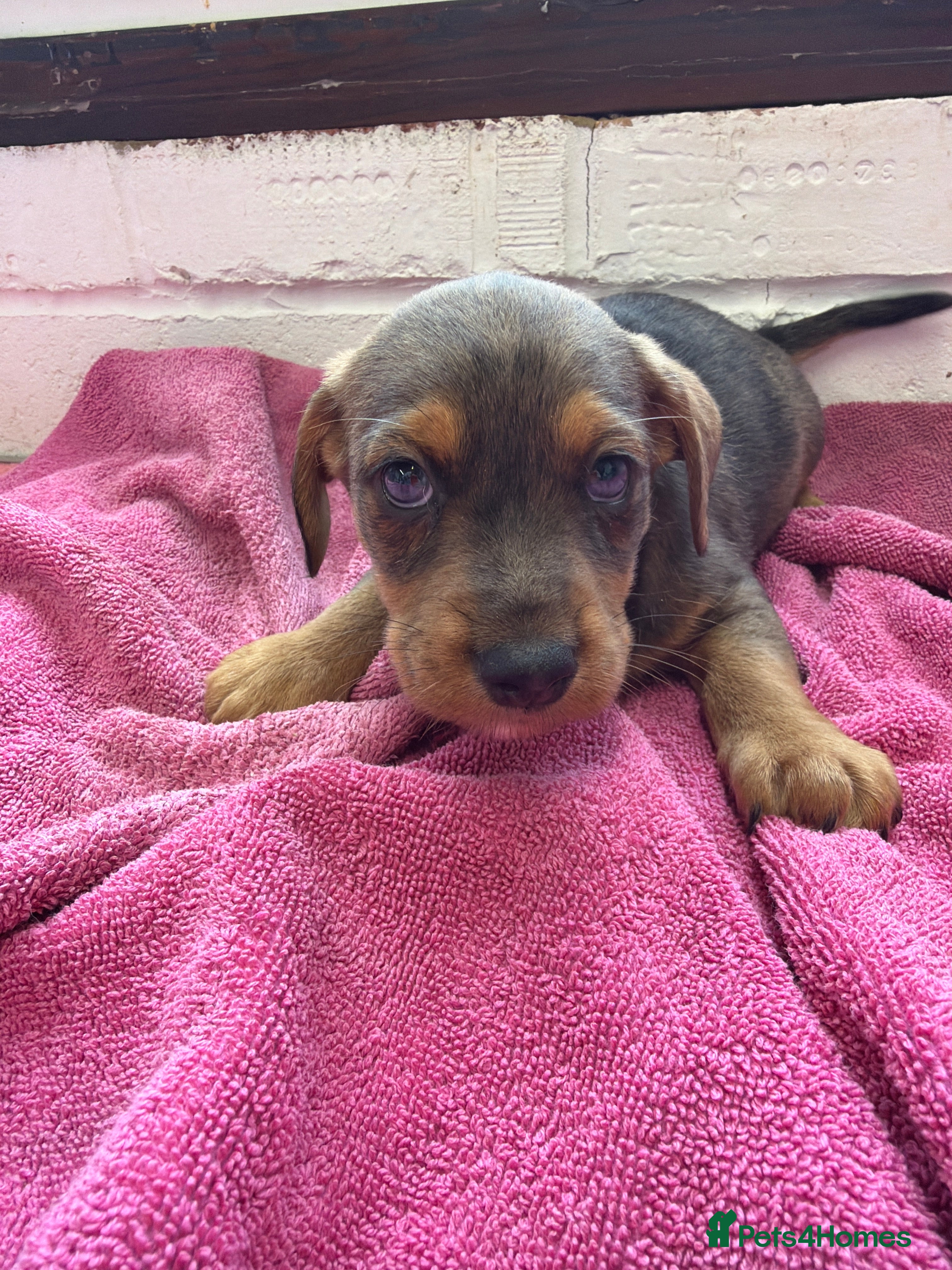 Mixed Breed dogs Miniature schnoxie/schnauzund puppy’s  - Advert 5