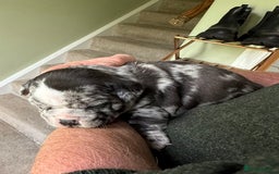 Mixed Breed dogs for sale: Cute Olde English Bulldog & Pug/Frenchie 4 sale - Image 19