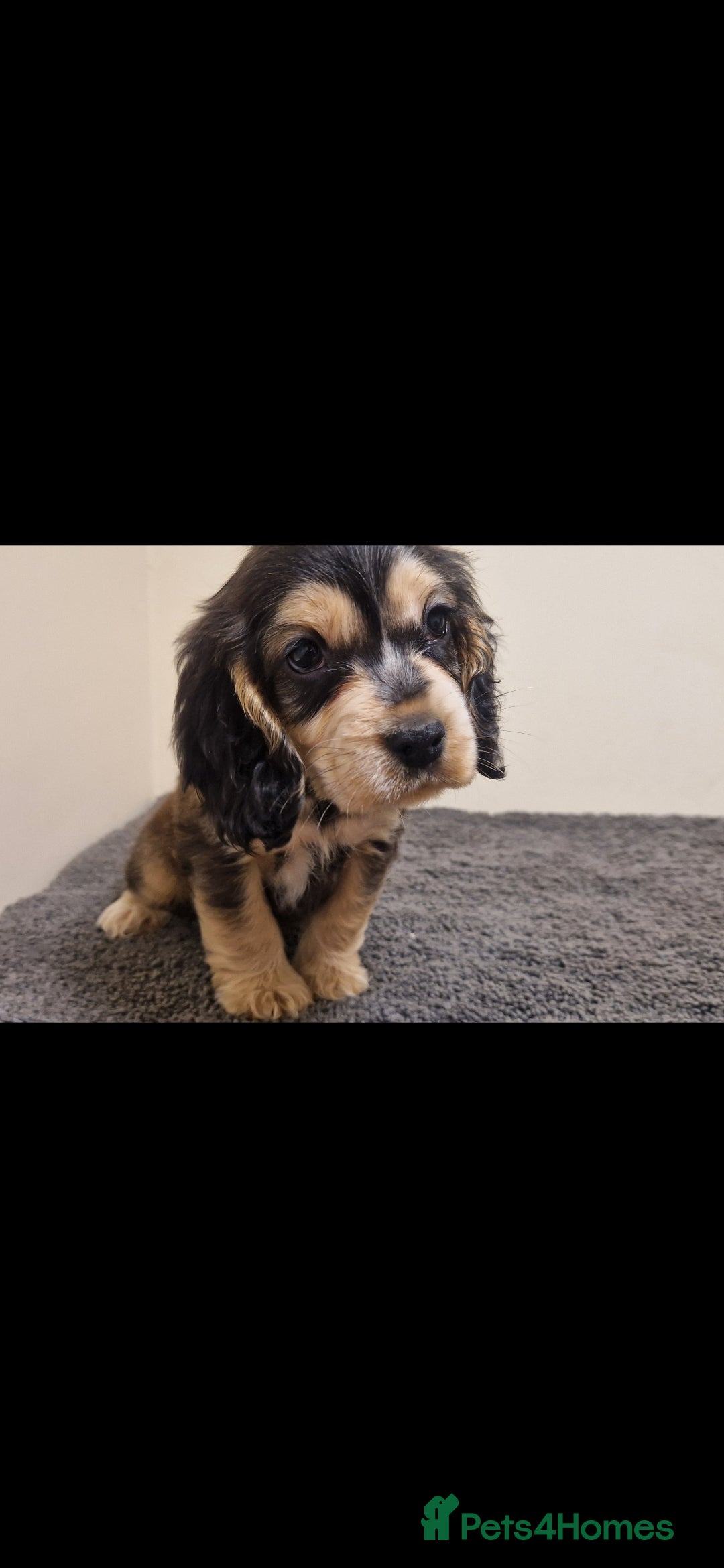 Cocker Spaniel dogs gorgeous cocker-spaniel puppies  - Advert 2