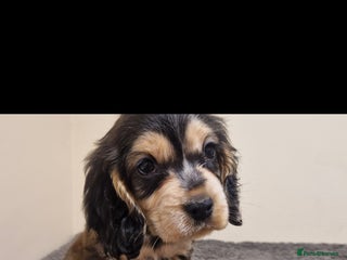 Cocker Spaniel dogs gorgeous cocker-spaniel puppies - Advert 2