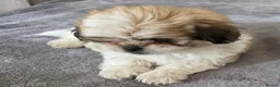 Mixed Breed dogs for sale: Maltese x Pekingese Puppies - Advert 13