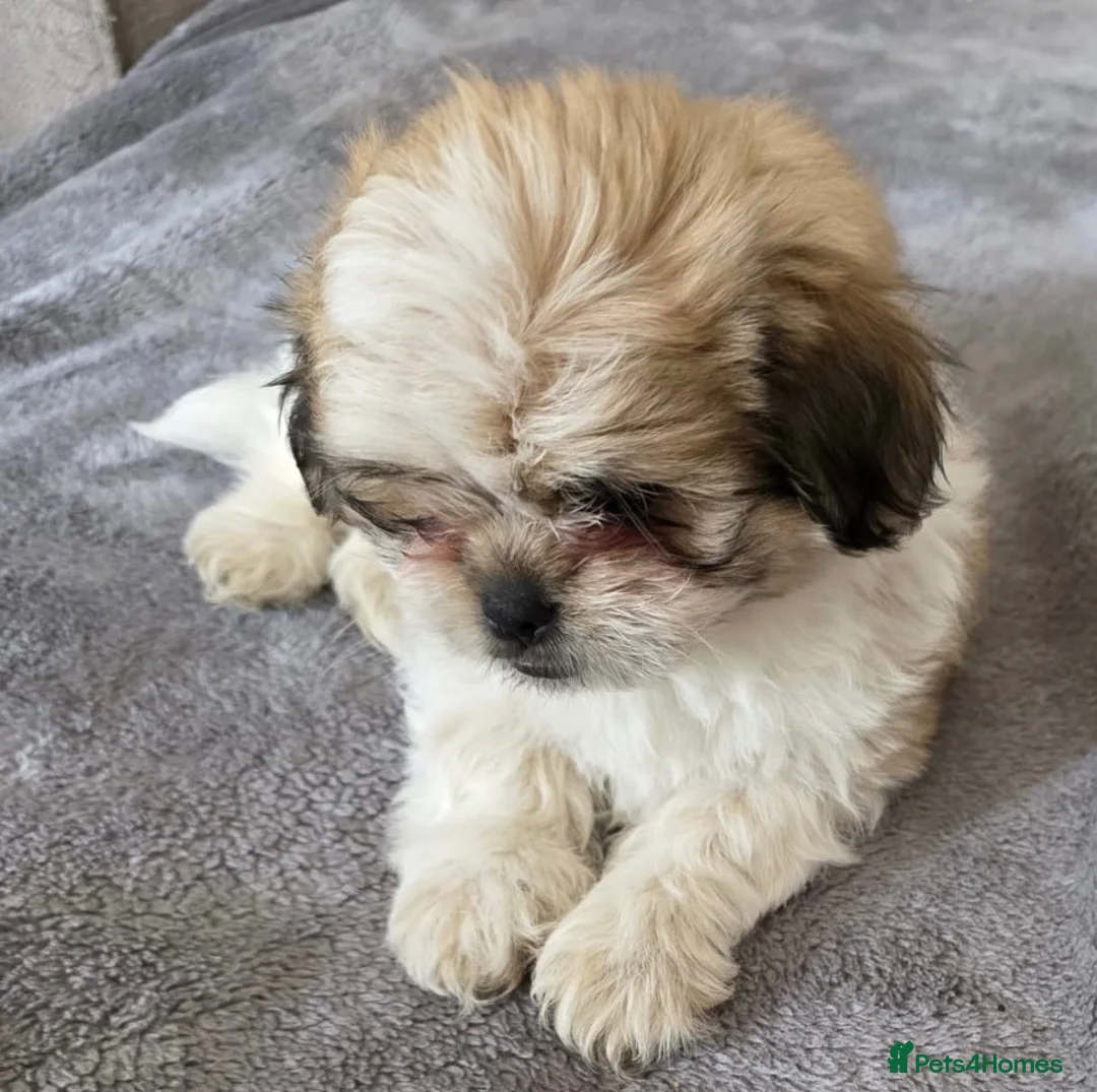 Mixed Breed dogs for sale: Maltese x Pekingese Puppies - Advert 13