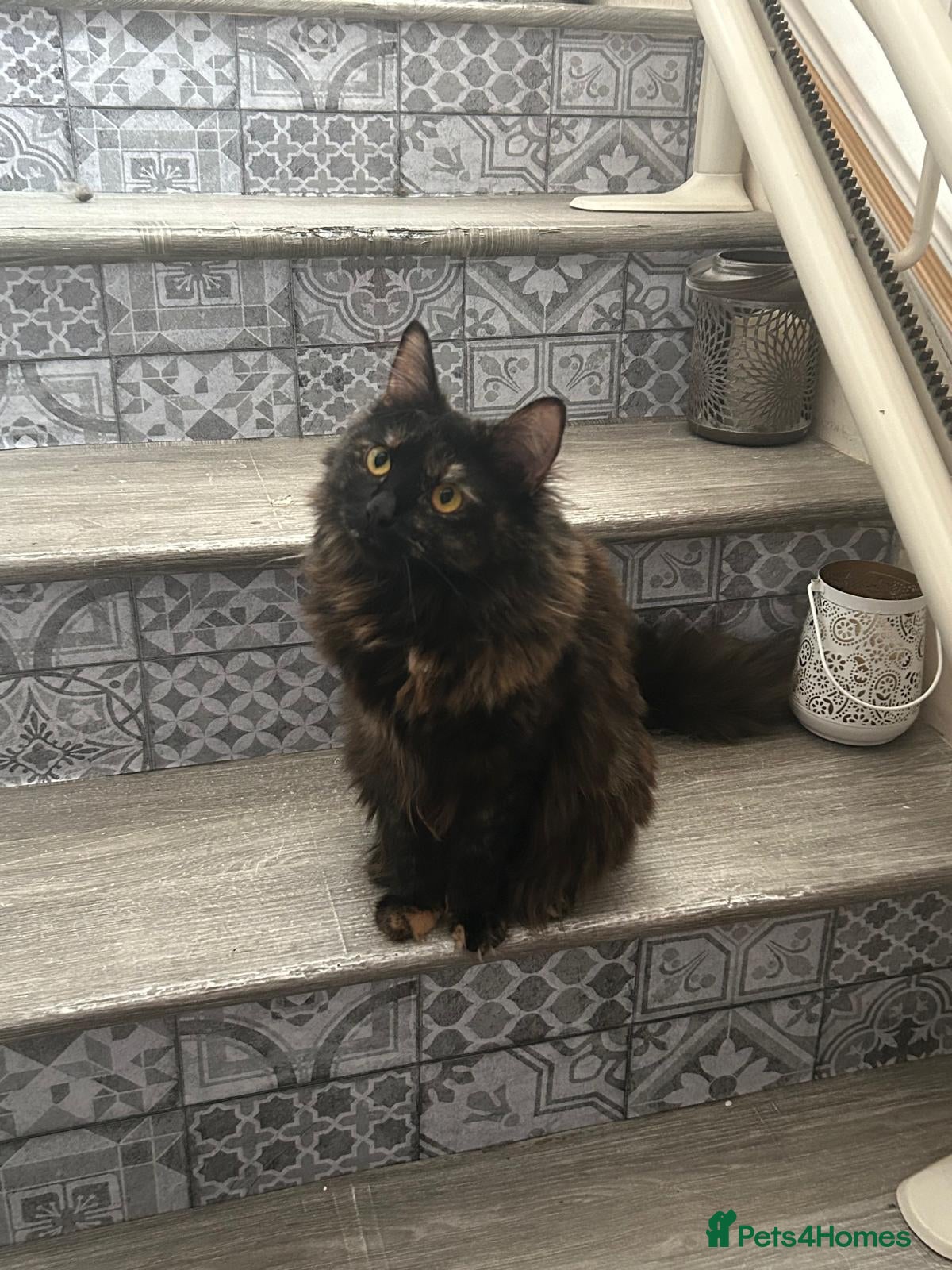 Mixed Breed cats Fluffy Young Rescue Cat Looking for a Forever Home - Advert 1