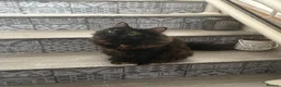 Mixed Breed cats for adoption: Fluffy Young Rescue Cat Looking for a Forever Home in Hook - Advert 1