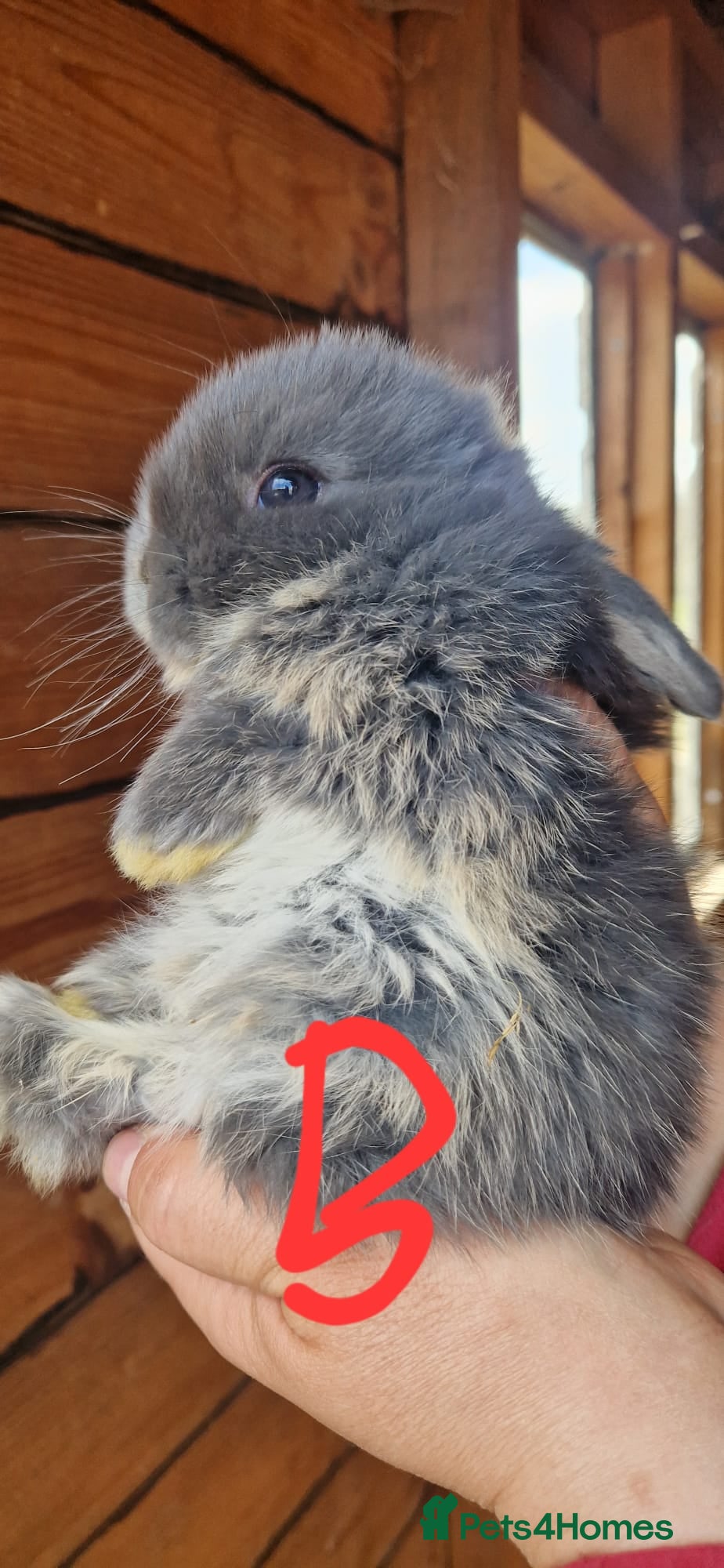 Mini Lop rabbits Beautiful Mini lops  - Advert 1