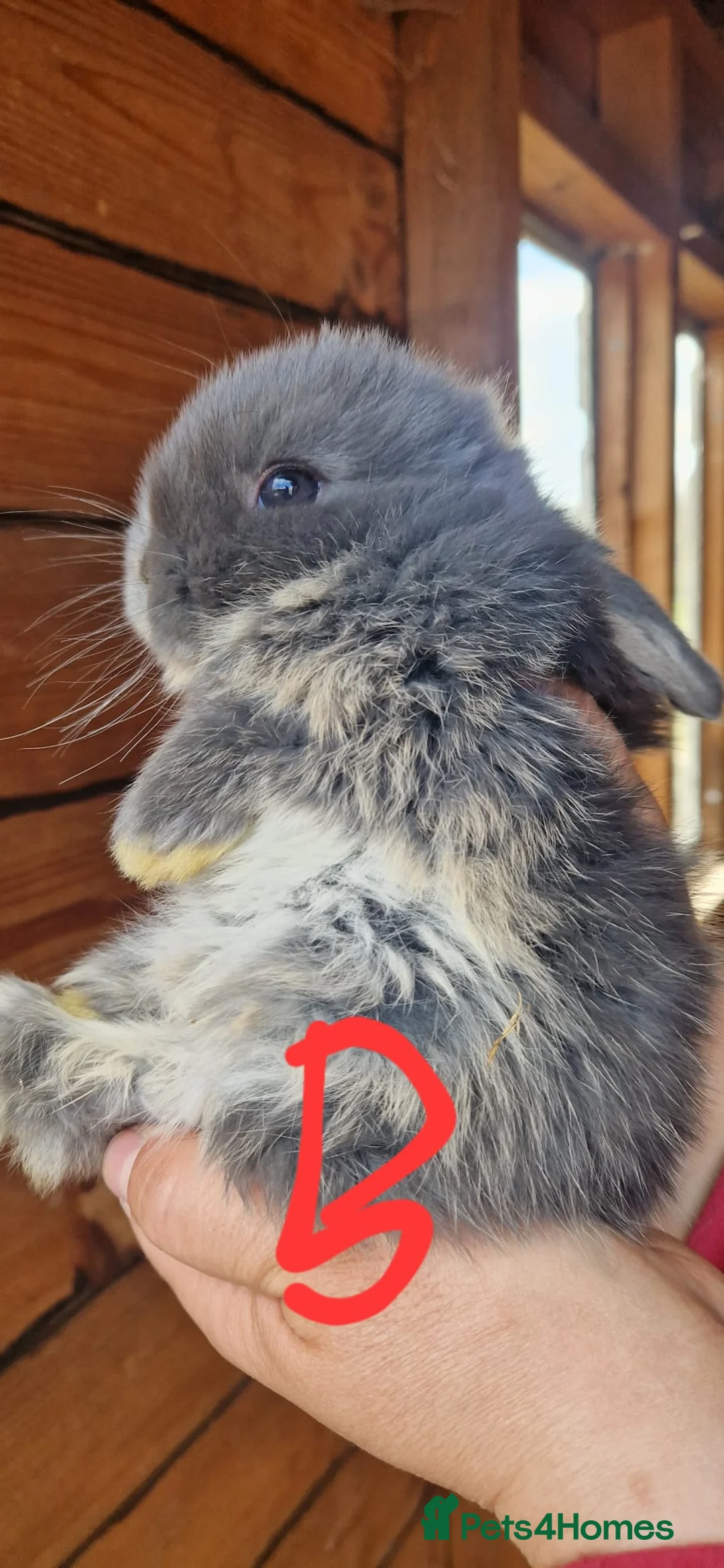 Mini Lop rabbits for sale: Beautiful Mini lops  in Malpas - Advert 1