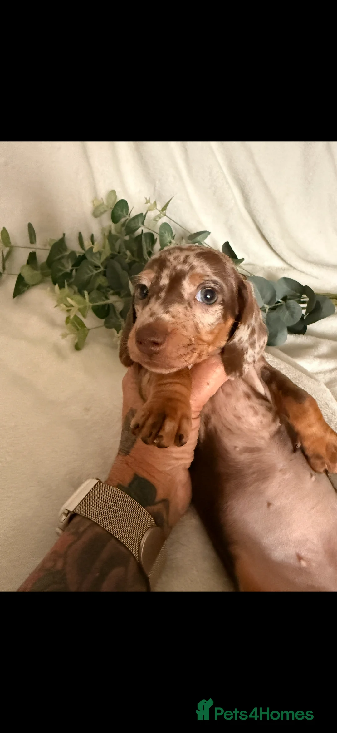 Dachshund dogs for sale: Beautiful miniature dachshunds dapple & Isabella  - Advert 16