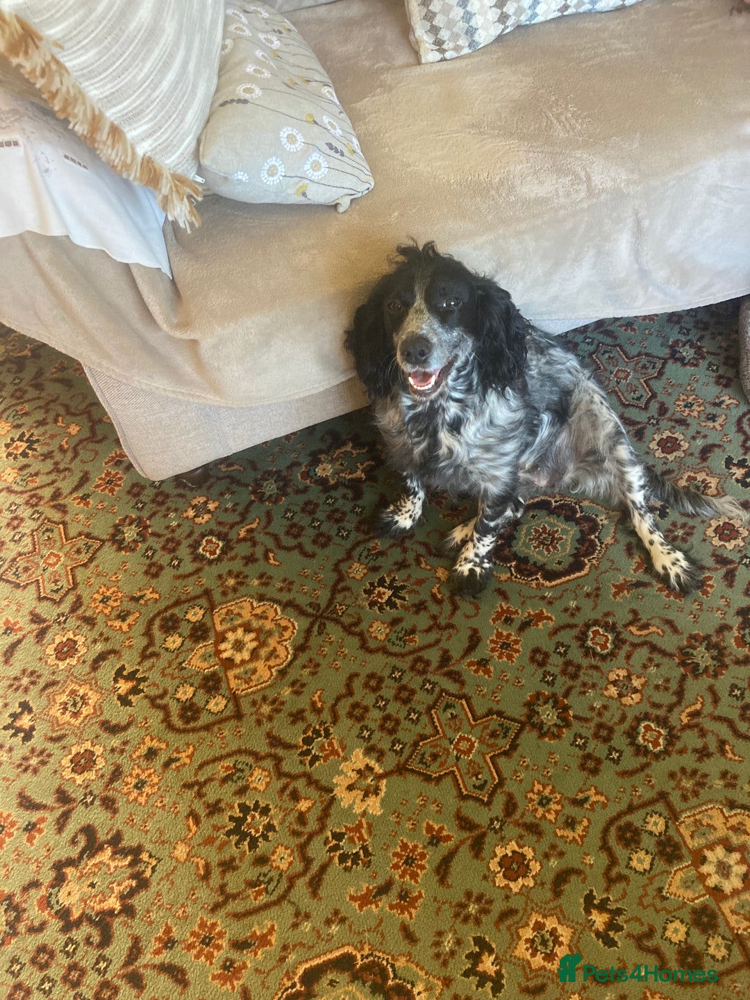Cocker Spaniel dogs for sale: Working cocker spaniel  - Image 13